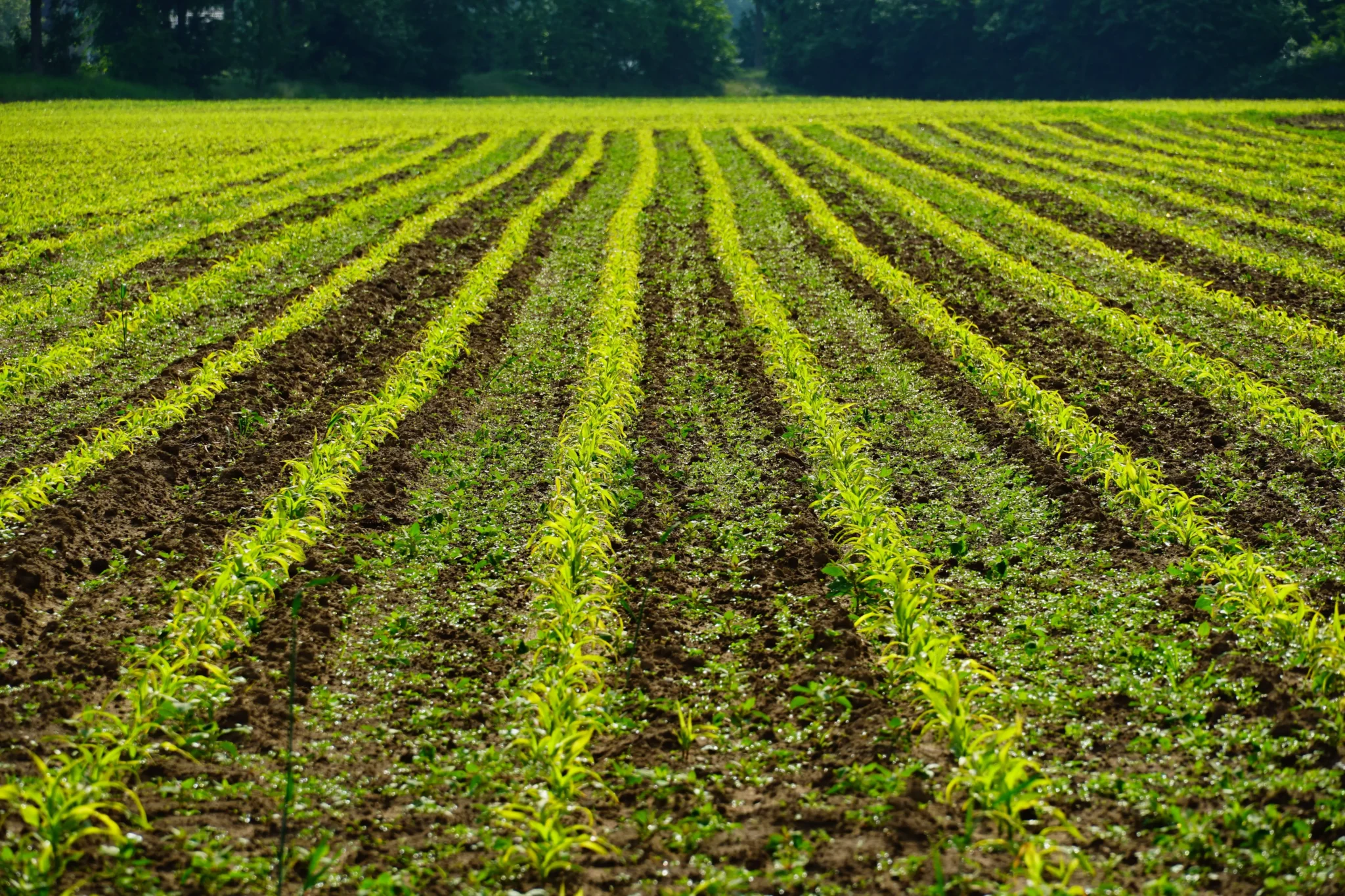Agriculture